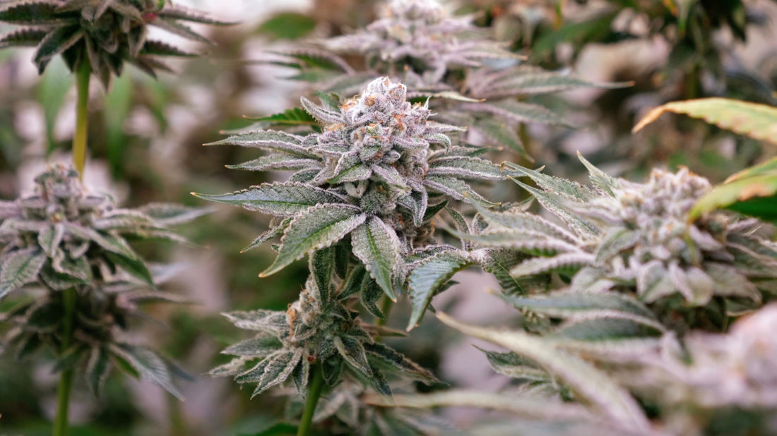 Why Buy THCA Flower Online?