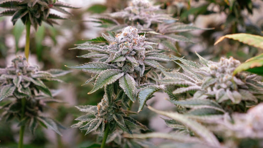 Why Buy THCA Flower Online?