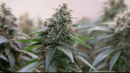 Fire Breathers: Premium Small-Batch THCA Flower