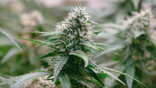 Top High Terpene THCA Strains You Need to Try